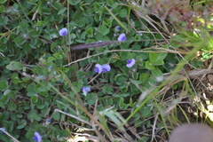 Desmodium triflorum